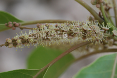Terminalia bellirica